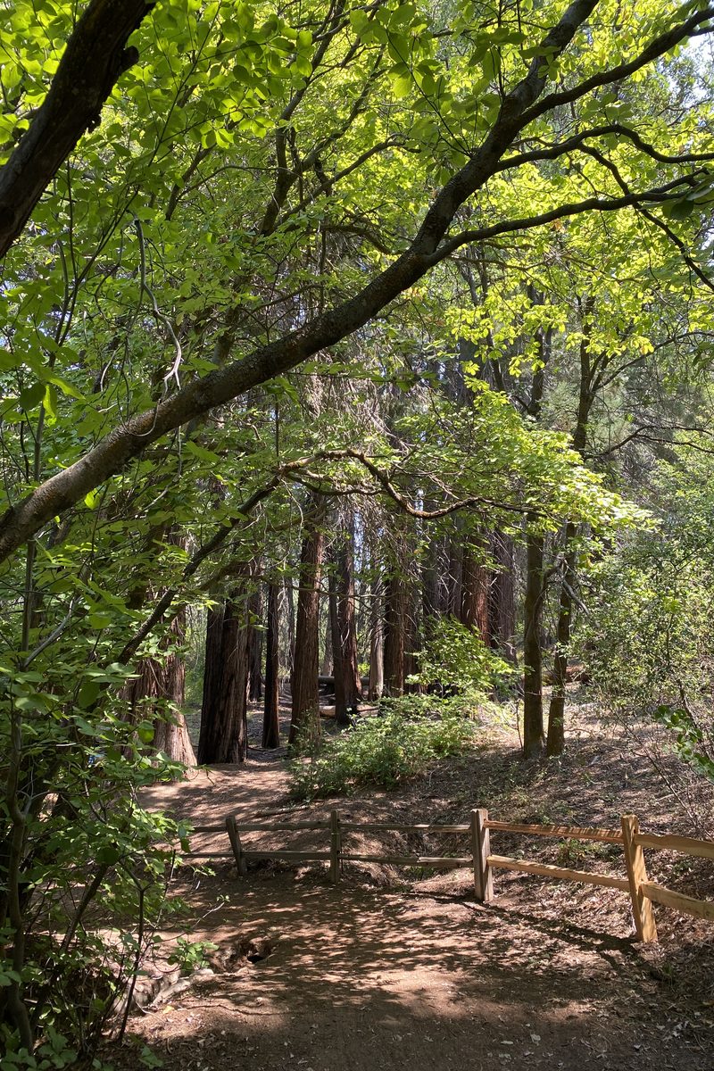 A sunlit forest trail winding forward through green trees